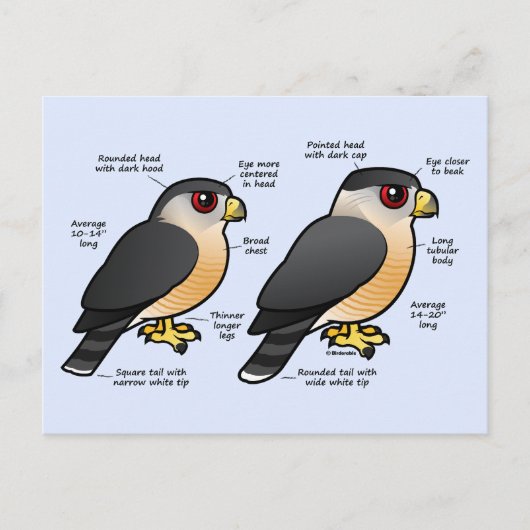 クープvシャーピー ポストカード (正面)