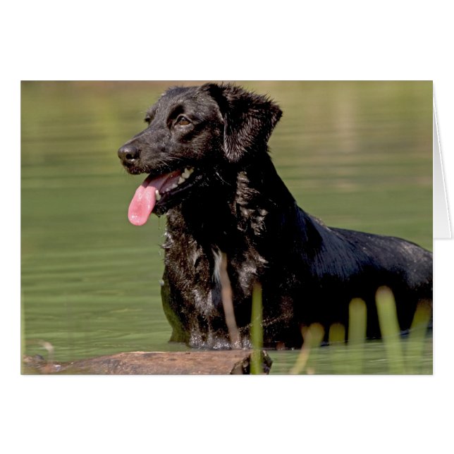 クールなすくい (正面横)