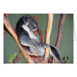 クールなコアラ