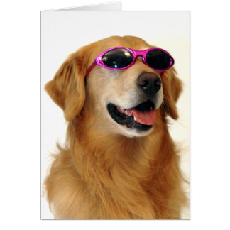 クールなゴールデン・リトリーバー