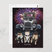 クールな猫 ポストカード (正面/裏面)