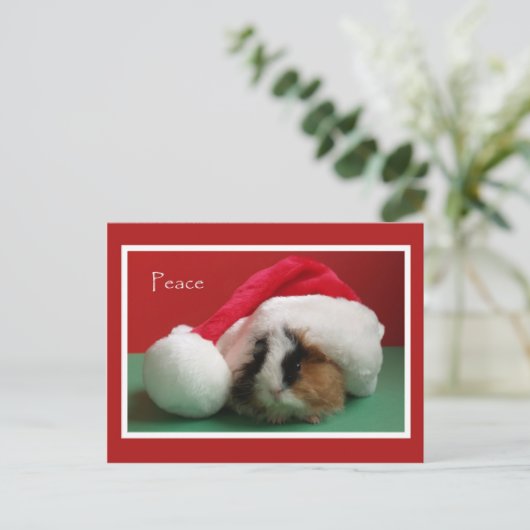 クールクリスマスギニア豚ポストカード シーズンポストカード (スタンド正面)