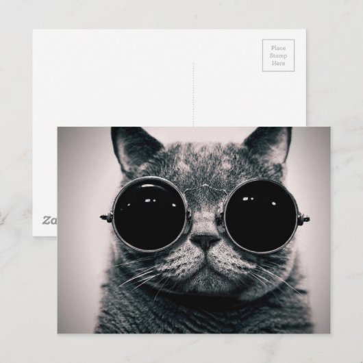 クールネコ！ ポストカード (正面/裏面)