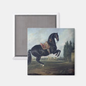 クールベットを演じる黒い馬 マグネット (正面/裏面)