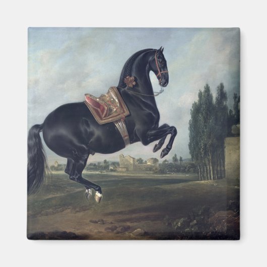 クールベットを演じる黒い馬 マグネット (正面)