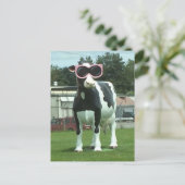 クール牛1 ポストカード (スタンド正面)