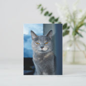 クール猫はがき ポストカード (スタンド正面)