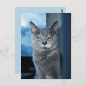 クール猫はがき ポストカード (正面/裏面)