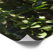 グアカマヨ7色/緋色マカオ ポスター (角)