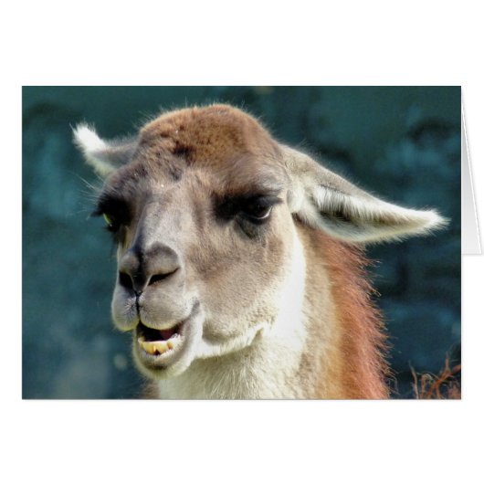 グアナコカード (正面横)