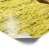 グアナコサンシャイン フォトプリント            (角)