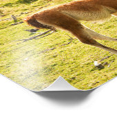 グアナコサンシャイン フォトプリント            (角)