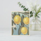 グアバ果実ヴィンテージ ポストカード (スタンド正面)