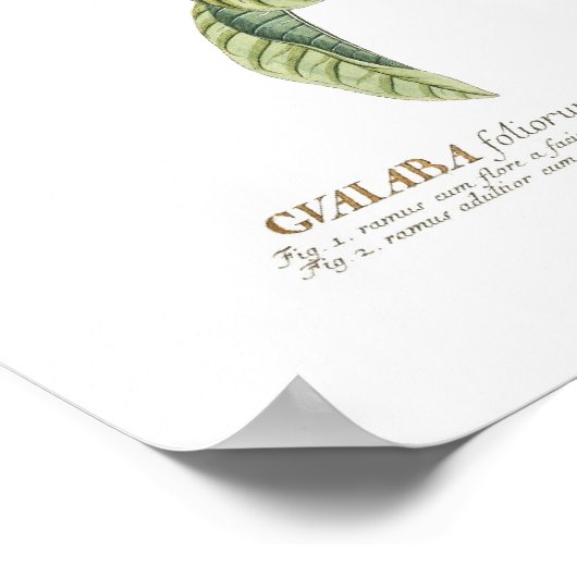 グアバ ポスター (角)