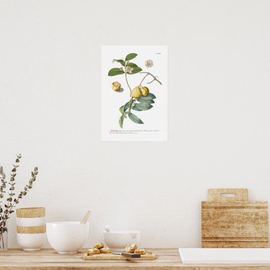 グアバ ポスター (キッチン)