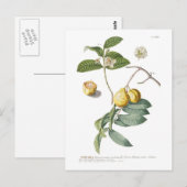 グアバ ポストカード (正面/裏面)