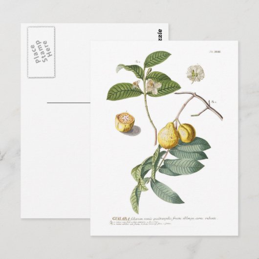 グアバ ポストカード (正面/裏面)