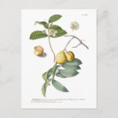 グアバ ポストカード (正面)