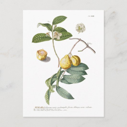 グアバ ポストカード (正面)
