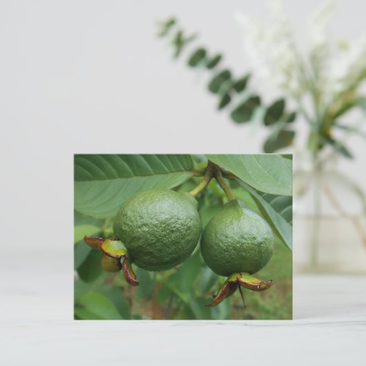 グアバ ポストカード (スタンド正面)