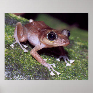 グアホン ポスター