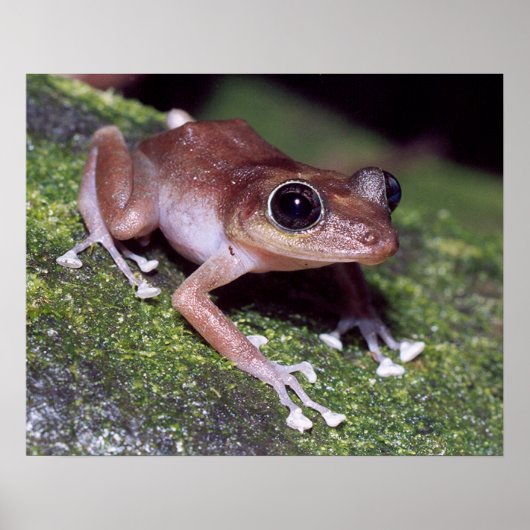 グアホン ポスター (正面)