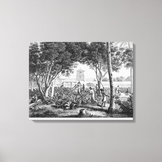 グアム島:先住民の庭での仕事 キャンバスプリント (正面)