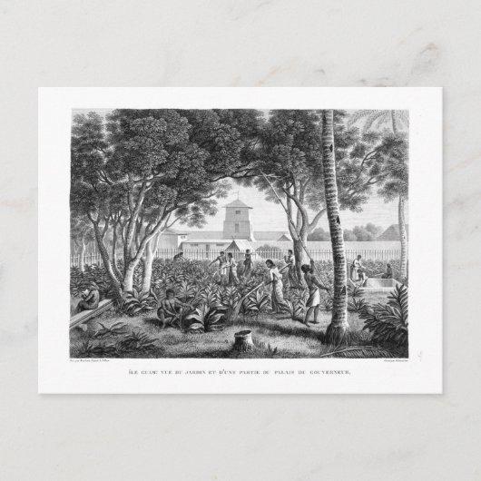 グアム島:先住民の庭での仕事 ポストカード (正面)