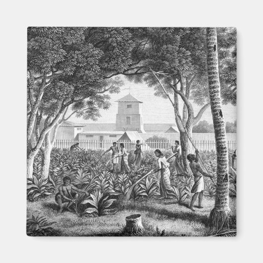 グアム島：先住民の庭での仕事 マグネット (正面)