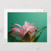 グズマニアブロマイads ポストカード (正面/裏面)