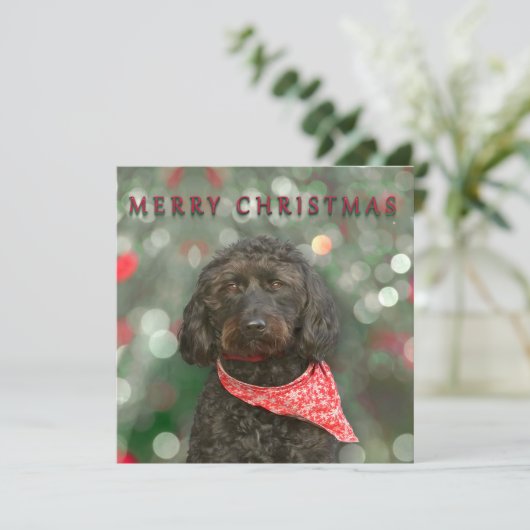 グズ カード (スタンド正面)