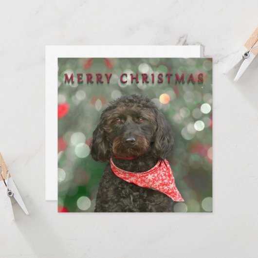 グズ カード (正面/裏面インサイチュ)