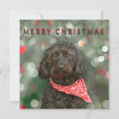 グズ カード (正面)