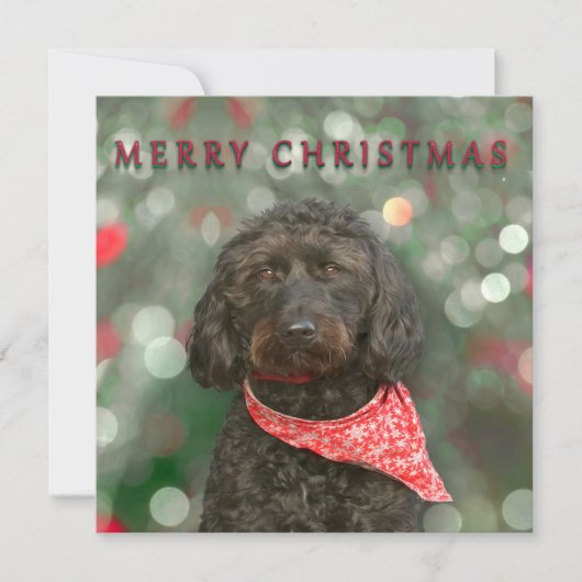 グズ カード (正面)