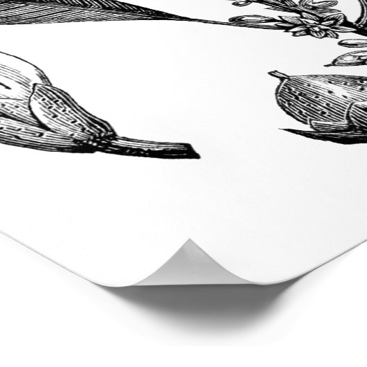 グッタペルカの木 ポスター (角)