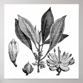 グッタペルカの木 ポスター (正面)