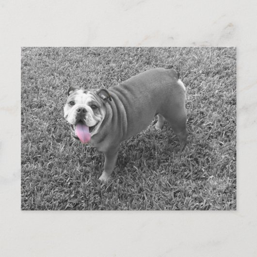 グッチというイギリスのブルドッグ ポストカード (正面)