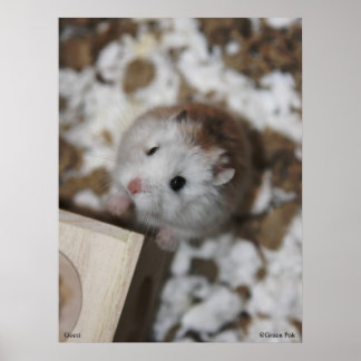 グッチのポスター ポスター