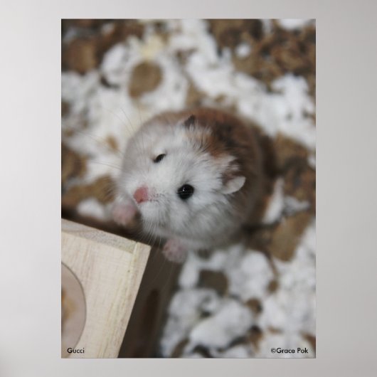 グッチのポスター ポスター (正面)