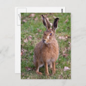 グッドハレ日葉書 ポストカード (正面/裏面)