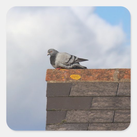 グッドモーニングハト スクエアシール (正面)