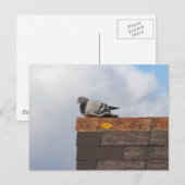 グッドモーニングハト ポストカード (正面/裏面)