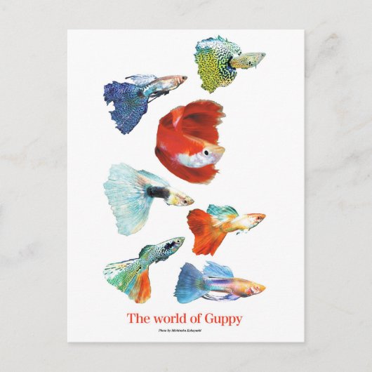 グッピー·グッズ ポストカード (正面)