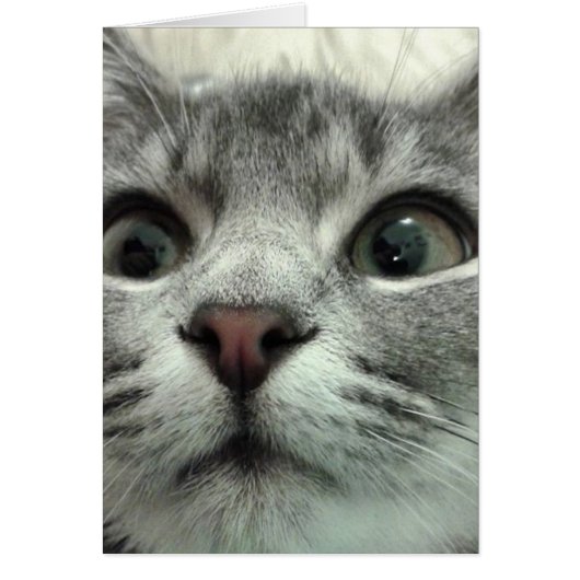 グテかわいらしベッセロン・キッテン (正面)