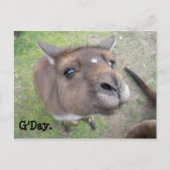 グデイ。 ポストカード (正面)