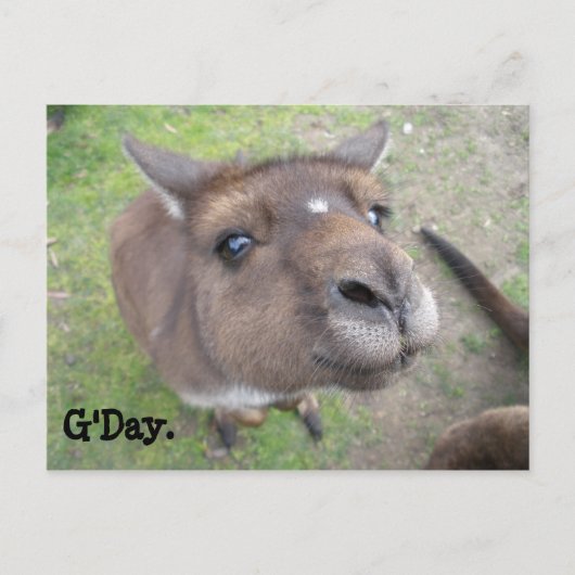 グデイ。 ポストカード (正面)