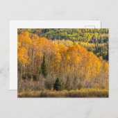 グニソン国有林 ポストカード (正面/裏面)