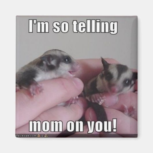 グライダー用磁石 マグネット (正面)