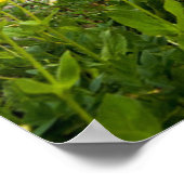 グラインネル氷河 ポスター (角)