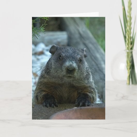 グラウンドホッグの日！ カード (正面)